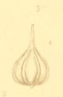 Vermiculum perlucidum Montagu, 1803