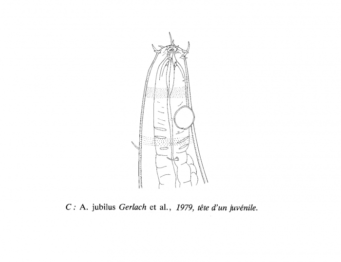 Acantholaimus iubilus Gerlach, Schrage & Riemann, 1979