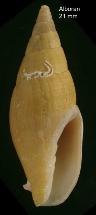 Episcomitra angelesae Caballero-Herrera, Gofas & Rueda, specimen from Alboran Ridge, 202236.030�N, -02.850�W, 175-200 m depth, 4 Sep. 1958, R/V �Calypso� sta. 1305 (H = 21 mm), 