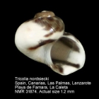 Tricolia nordsiecki