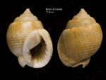 Demoulia obtusata (Link, 1807), shell from Barra do Dande, Angola (17.9 mm)