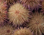 Gewone zee-appel (Psammechinus miliaris) Gewone zee-appel (Psammechinus miliaris)