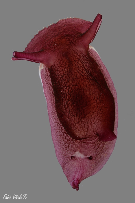Pleurobranchaea meckeli