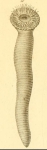 Cerianthus cornucopiae