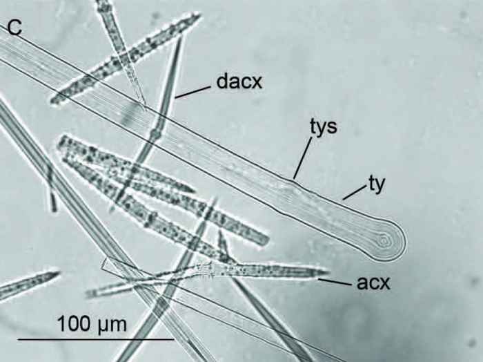 Halicnemia patera spicules