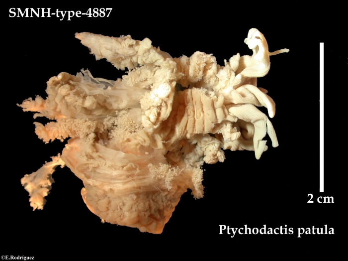 SMNH_type_4886_Ptychodactis patula Appell�f, 1893