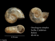 Omalogyra simplex