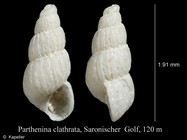 Parthenina clathrata