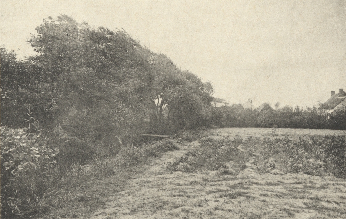 Massart (1908, foto 164)