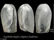 Ascobulla fragilis