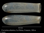 Cuvierina atlantica
