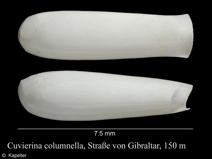 Cuvierina columnella