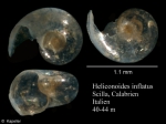 Heliconoides inflatus