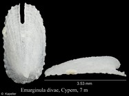 Emarginula divae