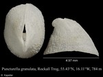 Puncturella granulata