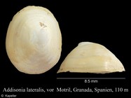 Addisonia excentrica
