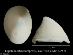 Lepetella laterocompressa
