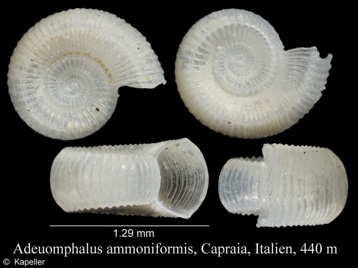 Adeuomphalus ammoniformis