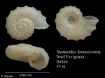 Skeneoides formosissima