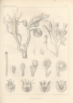 Van Beneden (1844, pl. 4) Van Beneden (1844, pl. 4)