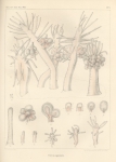 Van Beneden (1844, pl. 5) Van Beneden (1844, pl. 5)