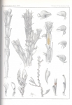 Cheilostomatida