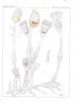 Entoprocta (goblet worms)