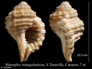 Monoplex tranquebaricus