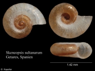 Skeneopsis sultanarum