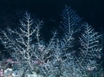 Halecium halecinum (Linnaeus 1758) Halecium halecinum (Linnaeus 1758)