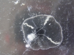 Eutonina indicans Eutonina indicans
