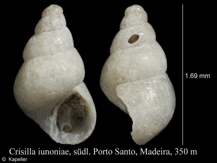 Crisilla iunoniae