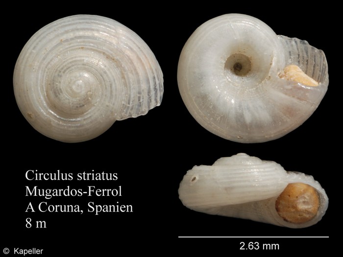 Circulus striatus