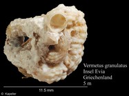 Vermetus granulatus