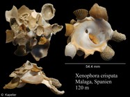 Xenophora crispa