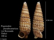 Pogonodon pseudocanaricus