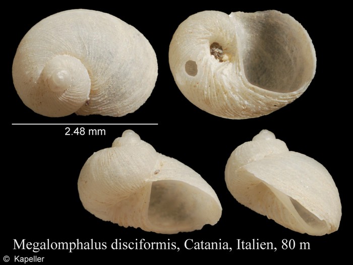 Megalomphalus disciformis