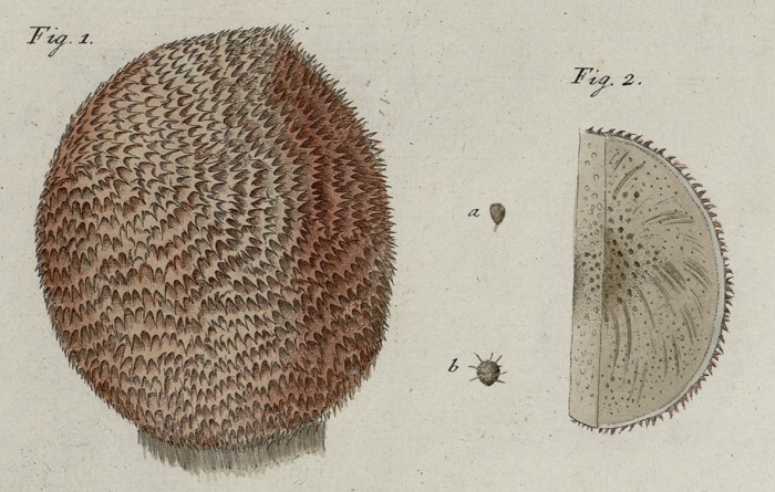 Alcyonium cranium M�ller, 1776