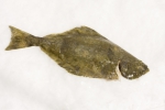Hippoglossus hippoglossus Hippoglossus hippoglossus