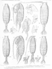 Pseudochirella pustulifera