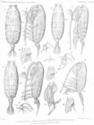 Pseudochirella fallax