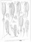 Euchaeta spinosa