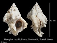 Hexaplex pecchiolianus