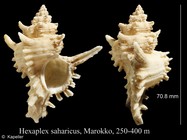 Hexaplex saharicus