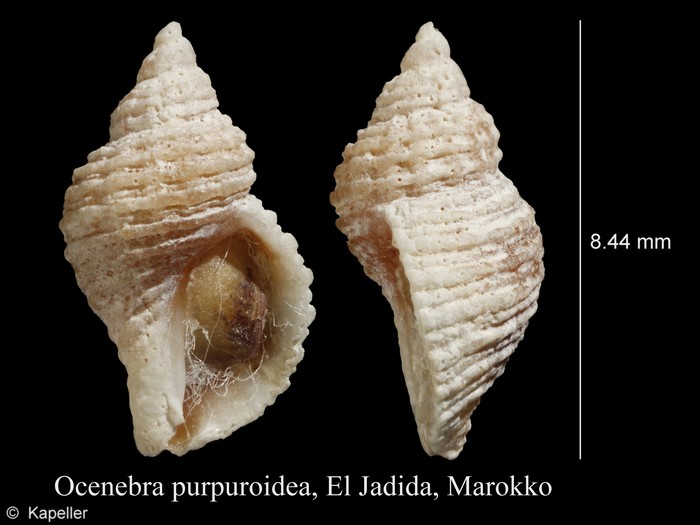 Ocenebra purpuroidea