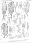 Xanthocalanus boreralis