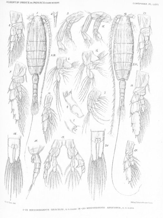 Mesorhabdus gracilis