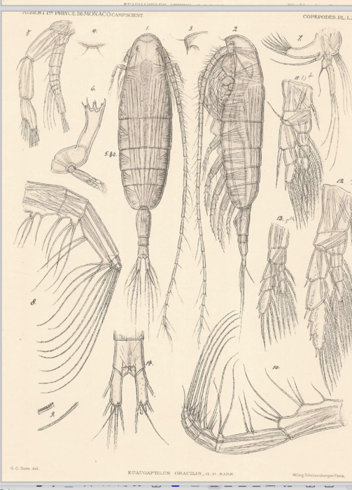 Euaugaptilus gracilis