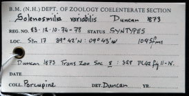 Label for a syntype of Solenosmilia variabilis Duncan, 1873