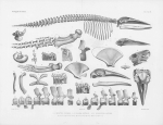 Van Beneden & Gervais (1880, plaat 10 & 11)